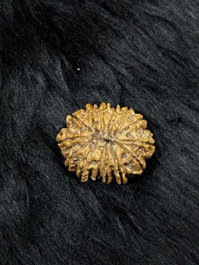 14 Mukhi Nepali Rudraksha – Original Chaudah Mukhi Bead for Protection, Wisdom & Intuition