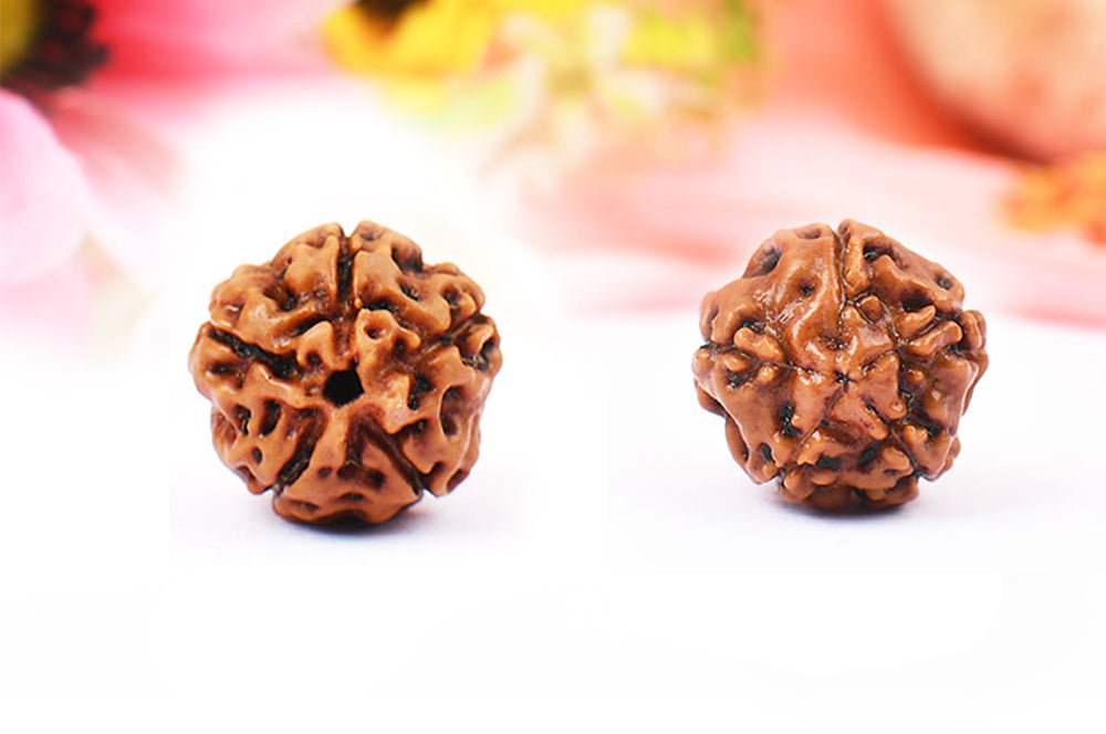 5 Mukhi Indonesian Rudraksha – Original Panch Mukhi Bead for Peace & Health