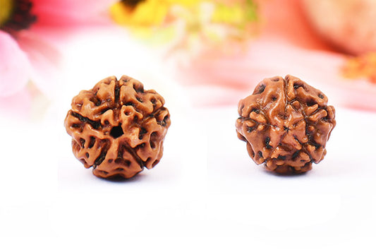 5 Mukhi Indonesian Rudraksha – Original Panch Mukhi Bead for Peace & Health