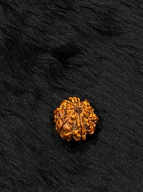 9 Mukhi Nepali Rudraksha – Original Nau Mukhi Bead for Protection & Power
