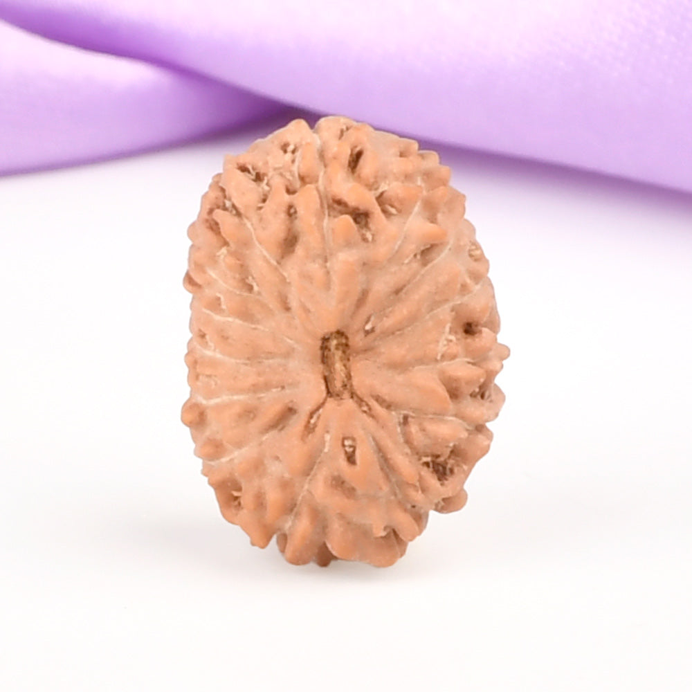 14 Mukhi Indonesian Rudraksha – Original Chaudah Mukhi Bead for Wisdom & Protection