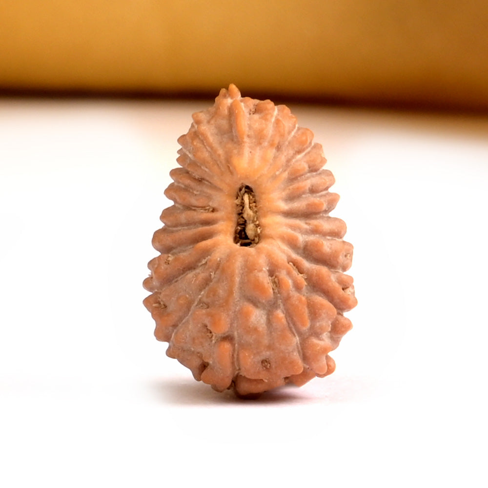 21 Mukhi Indonesian Rudraksha – Original Ikkis Mukhi Bead for Abundance & Success
