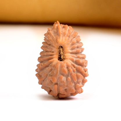 21 Mukhi Indonesian Rudraksha – Original Ikkis Mukhi Bead for Abundance & Success