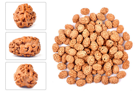 3 Mukhi Indonesian Rudraksha – Original Teen Mukhi Bead for Confidence & Energy