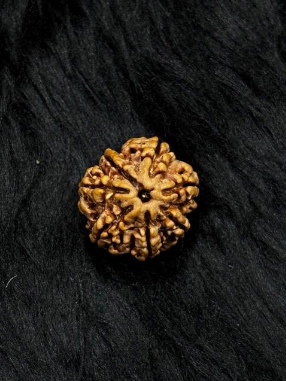 7 Mukhi Nepali Rudraksha – Original 7 Mukhi Bead for Wealth & Prosperity