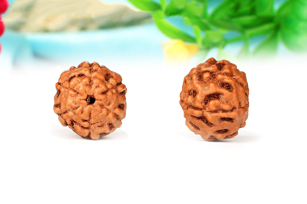 6 Mukhi Indonesian Rudraksha – Original Chhe Mukhi Bead for Focus & Confidence