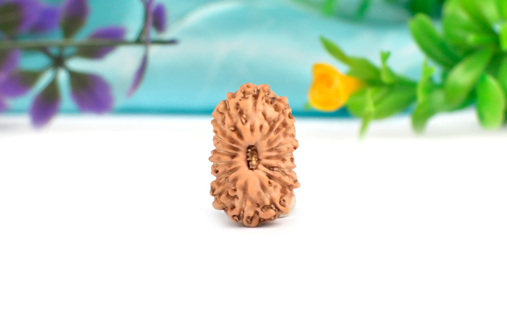16 Mukhi Indonesian Rudraksha – Original Solah Mukhi Bead for Protection & Victory