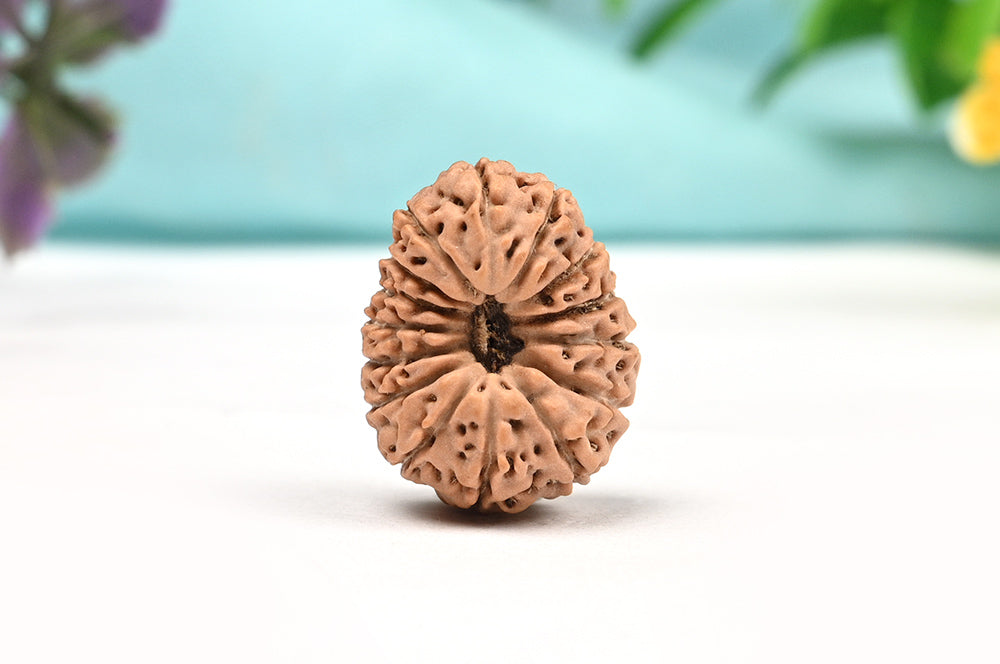15 Mukhi Indonesian Rudraksha – Original Pandrah Mukhi Bead for Prosperity & Harmony