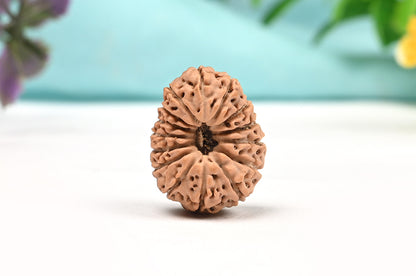 15 Mukhi Indonesian Rudraksha – Original Pandrah Mukhi Bead for Prosperity & Harmony