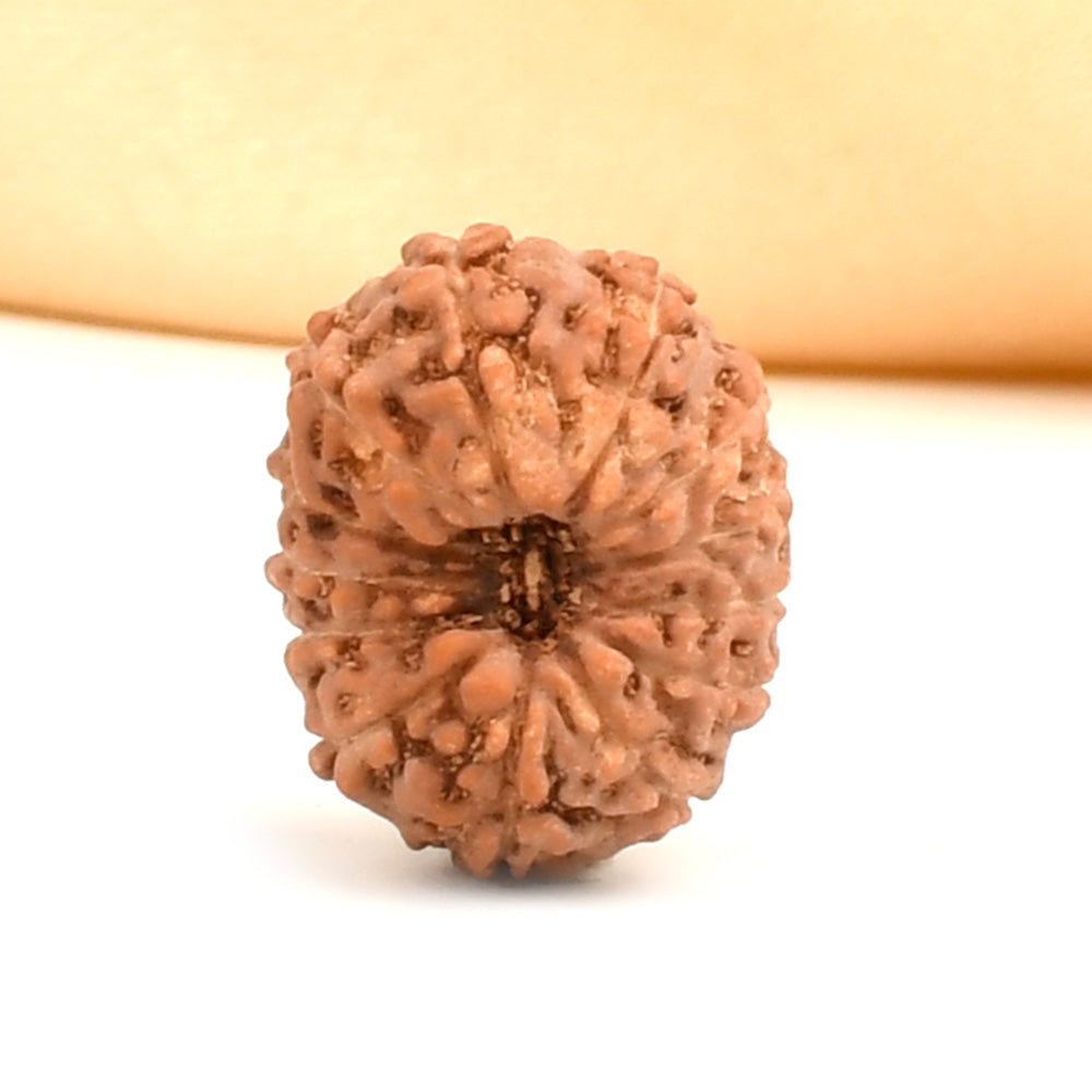 13 Mukhi Indonesian Rudraksha – Original Terah Mukhi Bead for Attraction & Success