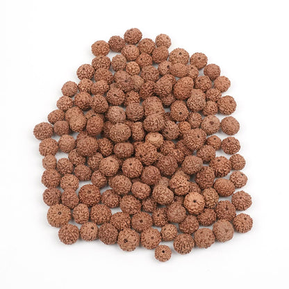 8 Mukhi Indonesian Rudraksha – Original Aath Mukhi Bead for Success & Protection