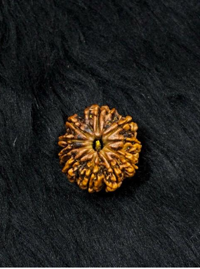 10 Mukhi Nepali Rudraksha – Original 10 Mukhi Bead for Protection, Peace & Stability