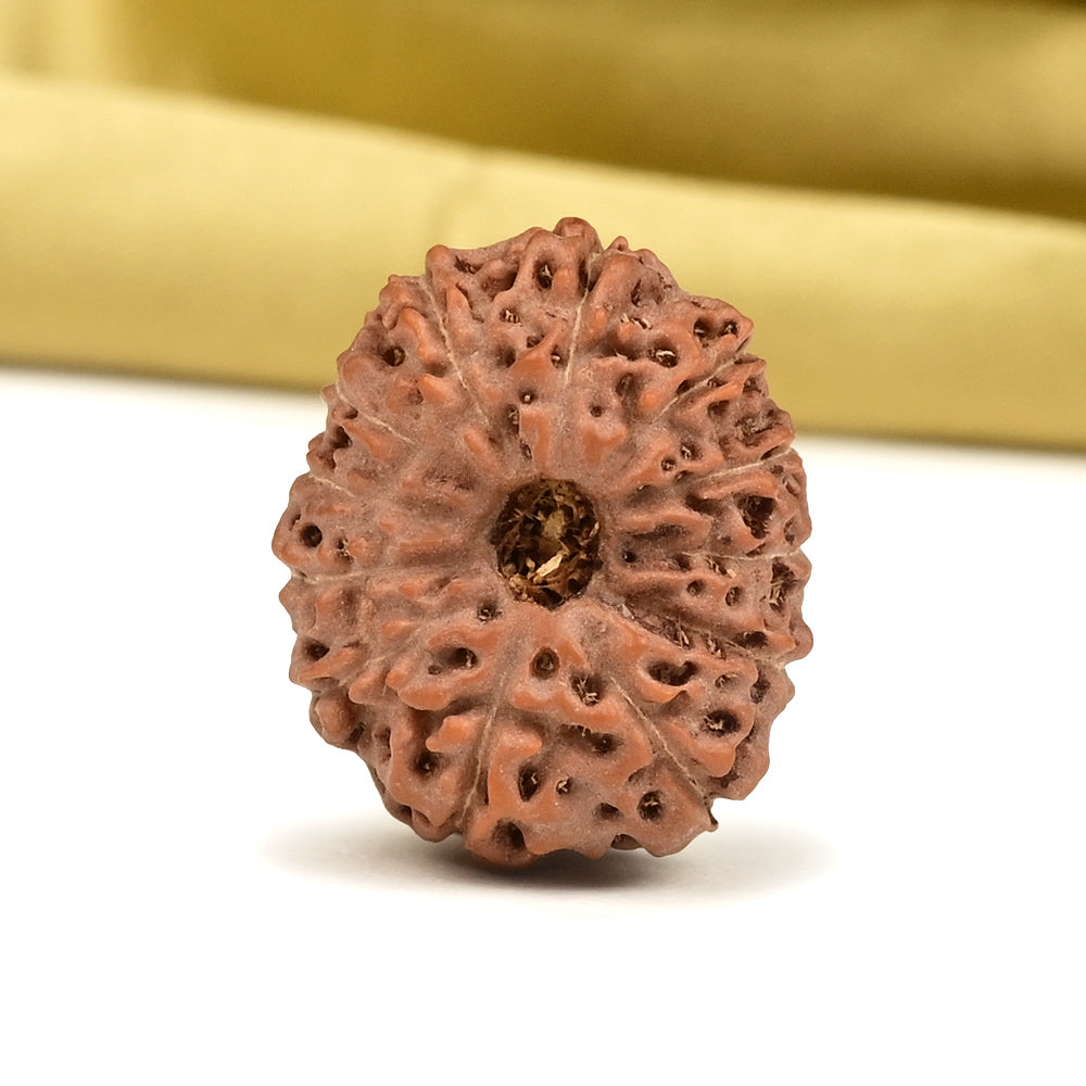 12 Mukhi Indonesian Rudraksha – Original Barah Mukhi Bead for Power & Confidence