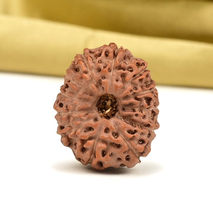 12 Mukhi Indonesian Rudraksha – Original Barah Mukhi Bead for Power & Confidence