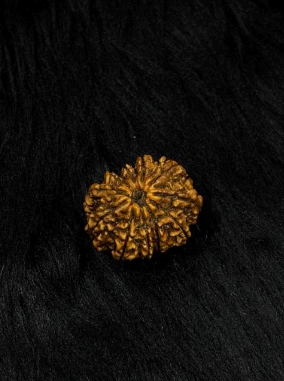 11 Mukhi Nepali Rudraksha – Original Gyarah Mukhi Bead for Strength & Courage