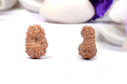 17 Mukhi Indonesian Rudraksha – Original Satrah Mukhi Bead for Abundance & Success