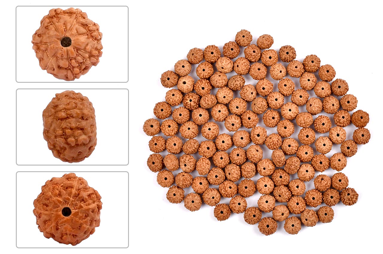 7 Mukhi Indonesian Rudraksha – Original Saat Mukhi Bead for Wealth & Prosperity