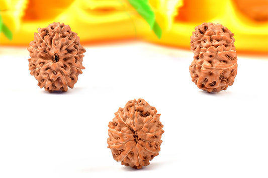 10 Mukhi Indonesian Rudraksha – Original Dus Mukhi Bead for Protection & Stability