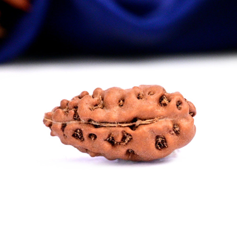 1 Mukhi Indonesia Rudraksha (Kaju Dana) – Original Ek Mukhi Bead