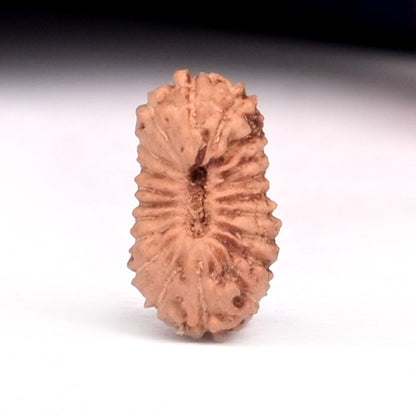 20 Mukhi Indonesian Rudraksha – Original Bees Mukhi Bead for Prosperity & Divine Energy
