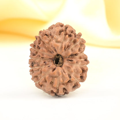 11 Mukhi Indonesian Rudraksha – Original Gyarah Mukhi Bead for Strength & Protection