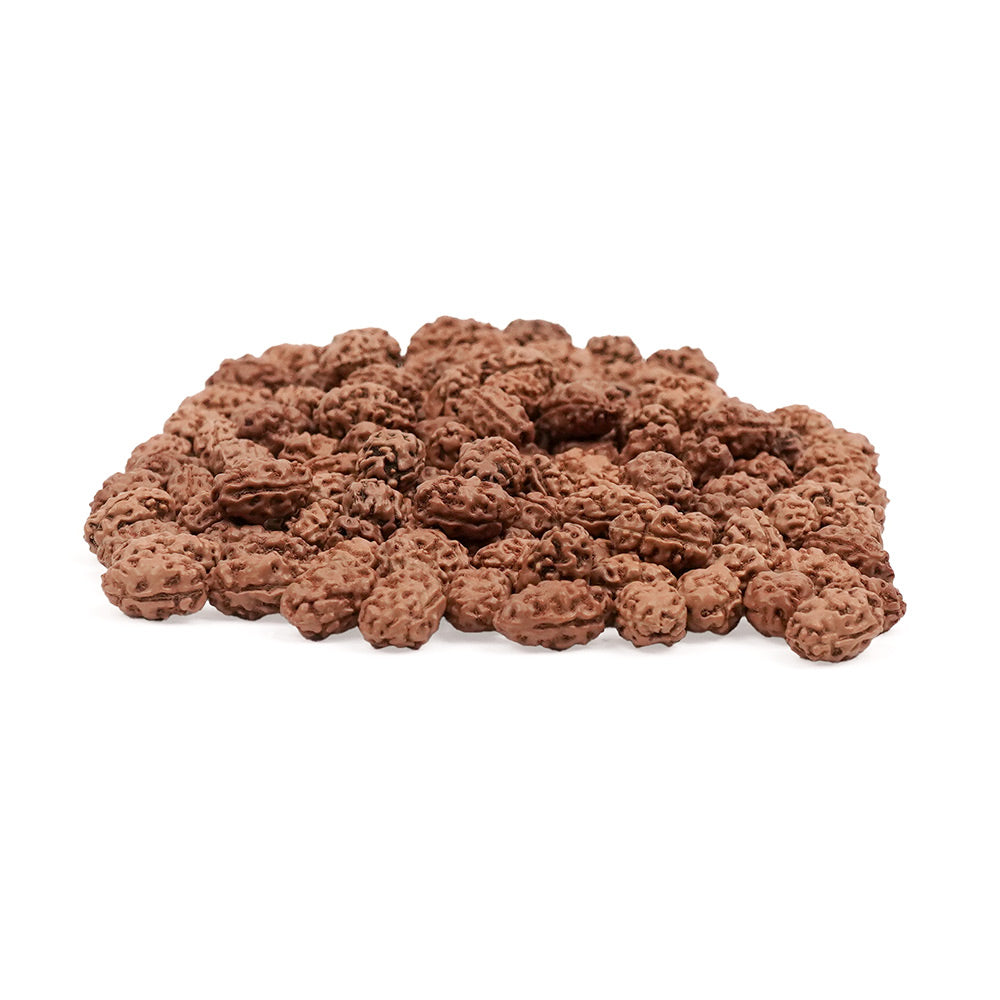 2 Mukhi Indonesian Rudraksha – Original Do Mukhi Bead for Love & Harmony