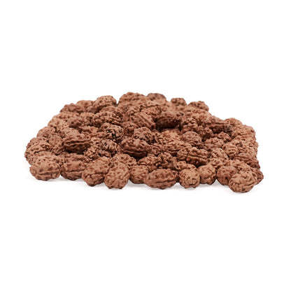 2 Mukhi Indonesian Rudraksha – Original Do Mukhi Bead for Love & Harmony