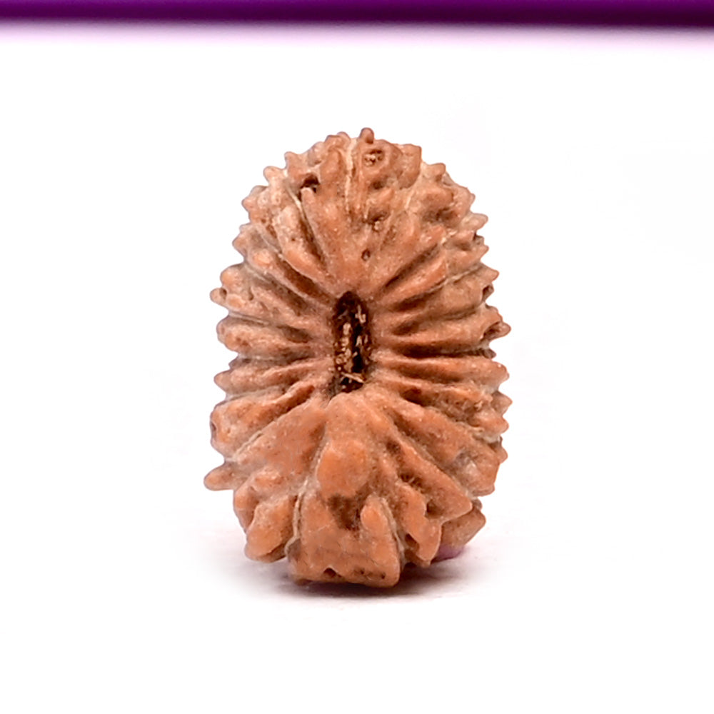 18 Mukhi Indonesian Rudraksha – Original Atharah Mukhi Bead for Stability & Abundance