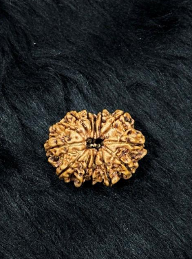 12 Mukhi Nepali Rudraksha – Original Barah Mukhi Bead for Power & Success