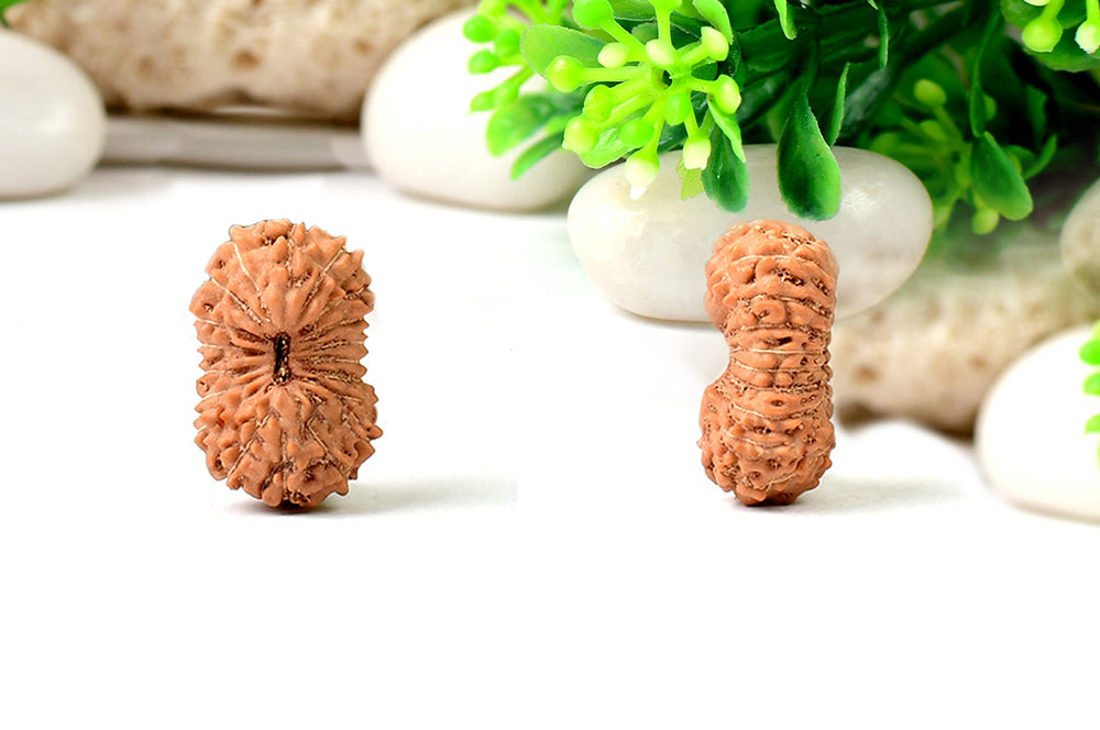 19 Mukhi Indonesian Rudraksha – Original Unnis Mukhi Bead for Prosperity & Success