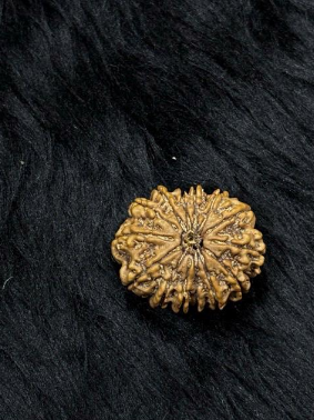 13 Mukhi Nepali Rudraksha – Original Terah Mukhi Bead for Attraction, Luxury & Charisma
