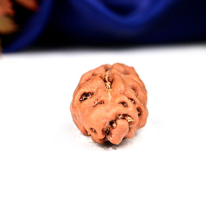 1 Mukhi Indonesia Rudraksha (Kaju Dana) – Original Ek Mukhi Bead