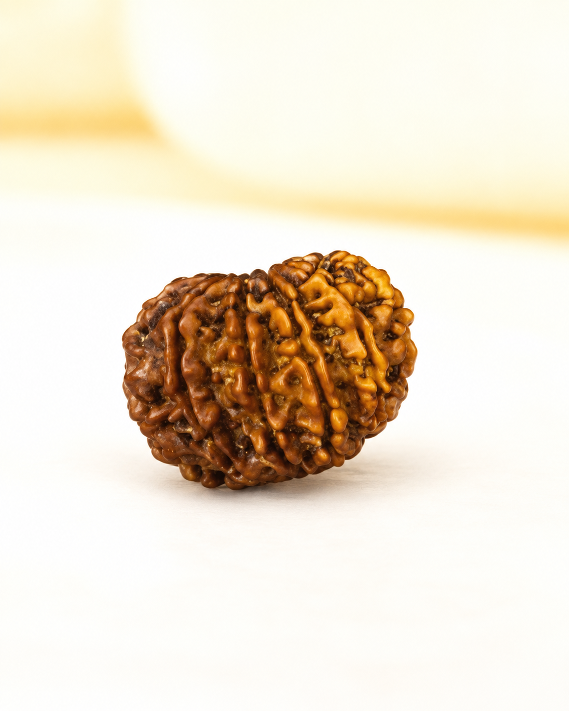 10 Mukhi Nepali Rudraksha 20mm – Original 10 Mukhi Bead for Protection, Peace & Stability