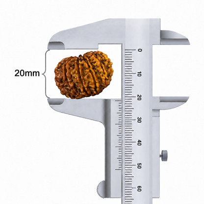10 Mukhi Nepali Rudraksha 20mm – Original 10 Mukhi Bead for Protection, Peace & Stability