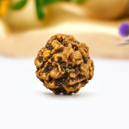 3 Mukhi Nepali Rudraksha 21mm – Original 3 Mukhi Bead for Confidence & Energy