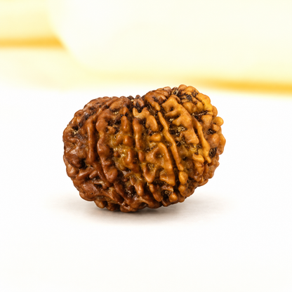 10 Mukhi Nepali Rudraksha 22mm – Original 10 Mukhi Bead for Protection, Peace & Stability
