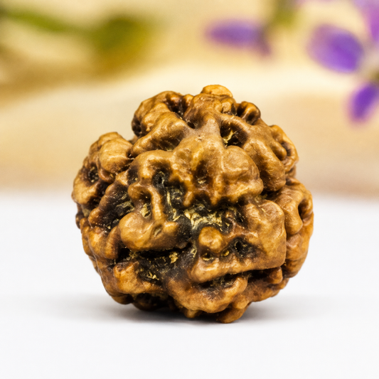 3 Mukhi Nepali Rudraksha 23mm – Original 3 Mukhi Bead for Confidence & Energy