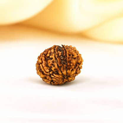 9 Mukhi Nepali Rudraksha 28mm – Original Nau Mukhi Bead for Protection & Power