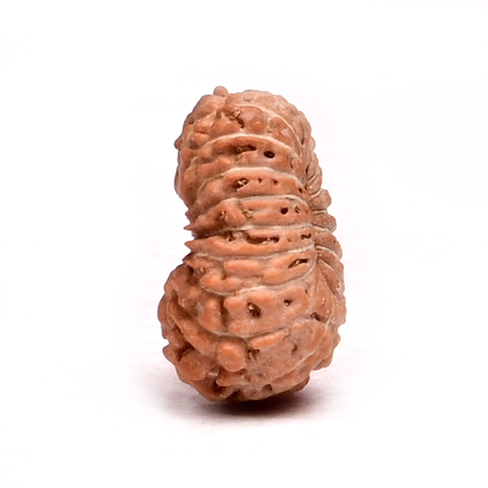 18 Mukhi Indonesian Rudraksha – Original Atharah Mukhi Bead for Stability & Abundance
