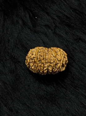 13 Mukhi Nepali Rudraksha – Original Terah Mukhi Bead for Attraction, Luxury & Charisma