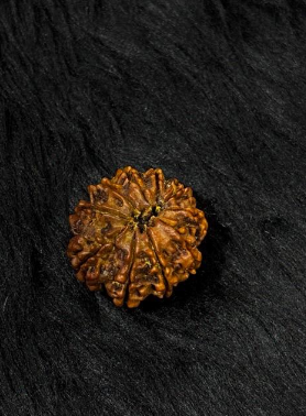 10 Mukhi Nepali Rudraksha – Original 10 Mukhi Bead for Protection, Peace & Stability