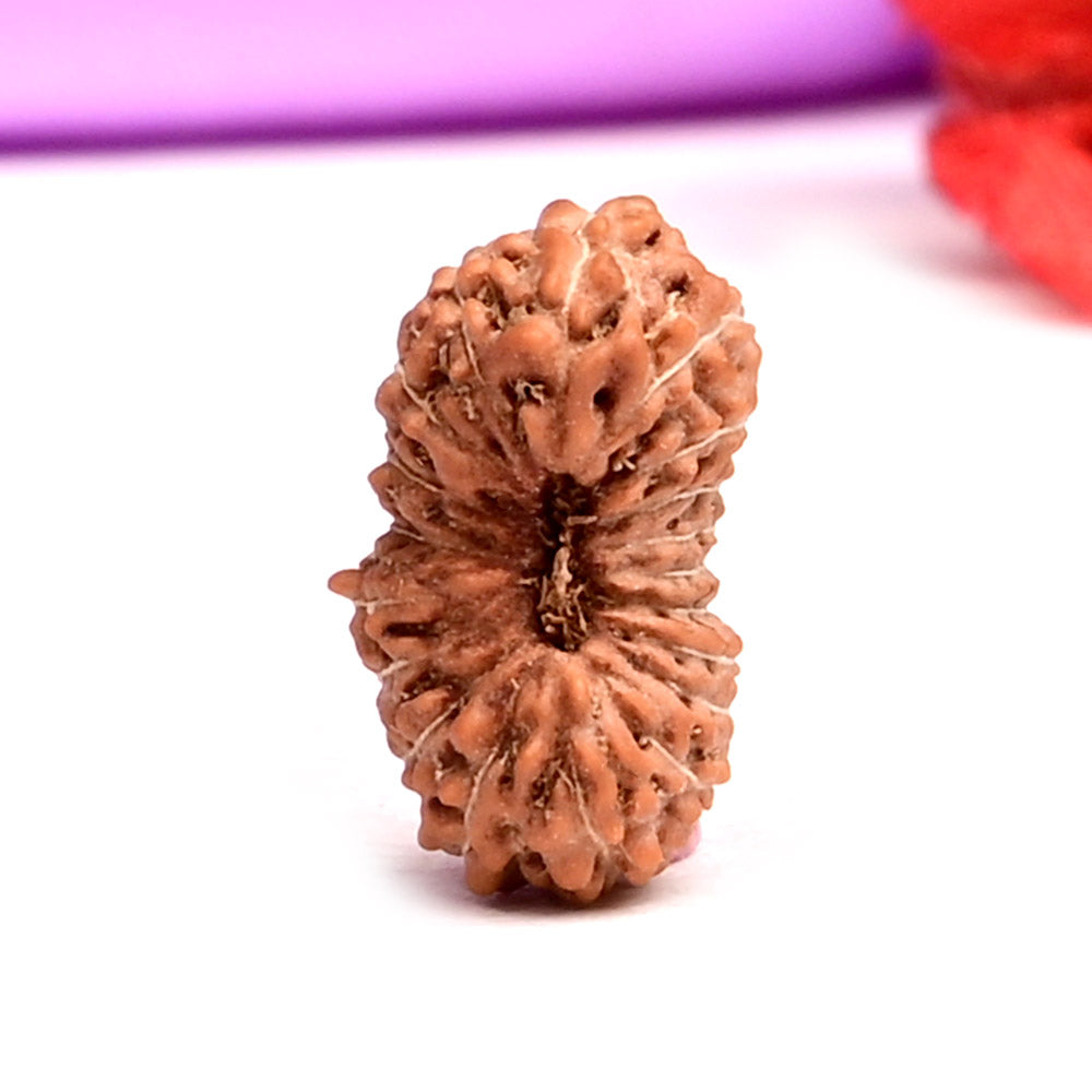 19 Mukhi Indonesian Rudraksha – Original Unnis Mukhi Bead for Prosperity & Success