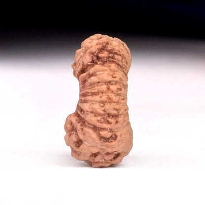 20 Mukhi Indonesian Rudraksha – Original Bees Mukhi Bead for Prosperity & Divine Energy