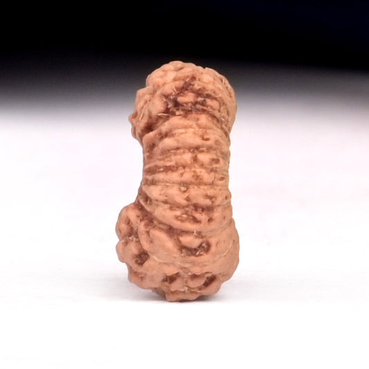20 Mukhi Indonesian Rudraksha – Original Bees Mukhi Bead for Prosperity & Divine Energy
