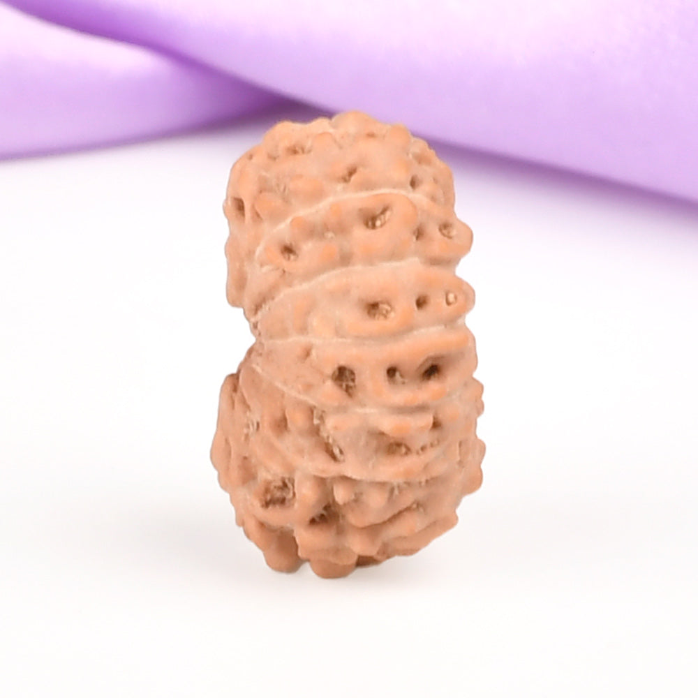 14 Mukhi Indonesian Rudraksha – Original Chaudah Mukhi Bead for Wisdom & Protection