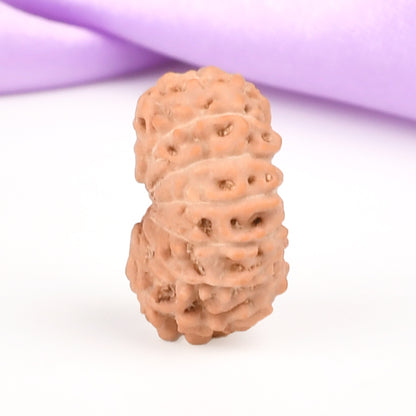 14 Mukhi Indonesian Rudraksha – Original Chaudah Mukhi Bead for Wisdom & Protection