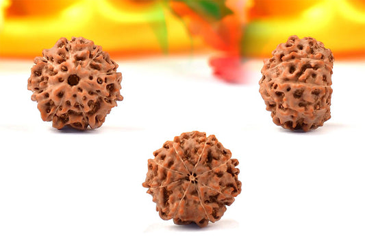 8 Mukhi Indonesian Rudraksha – Original Aath Mukhi Bead for Success & Protection