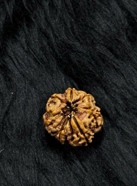 7 Mukhi Nepali Rudraksha – Original 7 Mukhi Bead for Wealth & Prosperity