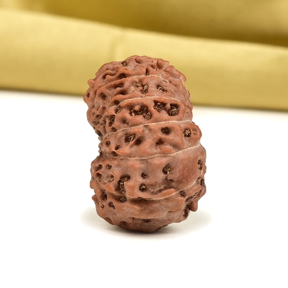 12 Mukhi Indonesian Rudraksha – Original Barah Mukhi Bead for Power & Confidence
