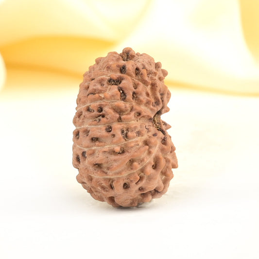 11 Mukhi Indonesian Rudraksha – Original Gyarah Mukhi Bead for Strength & Protection